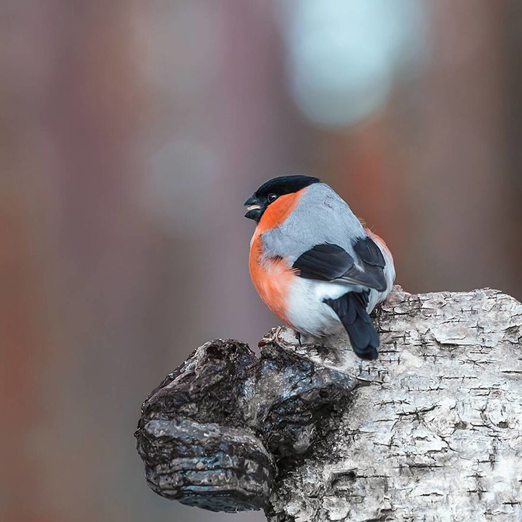 Angry Birds