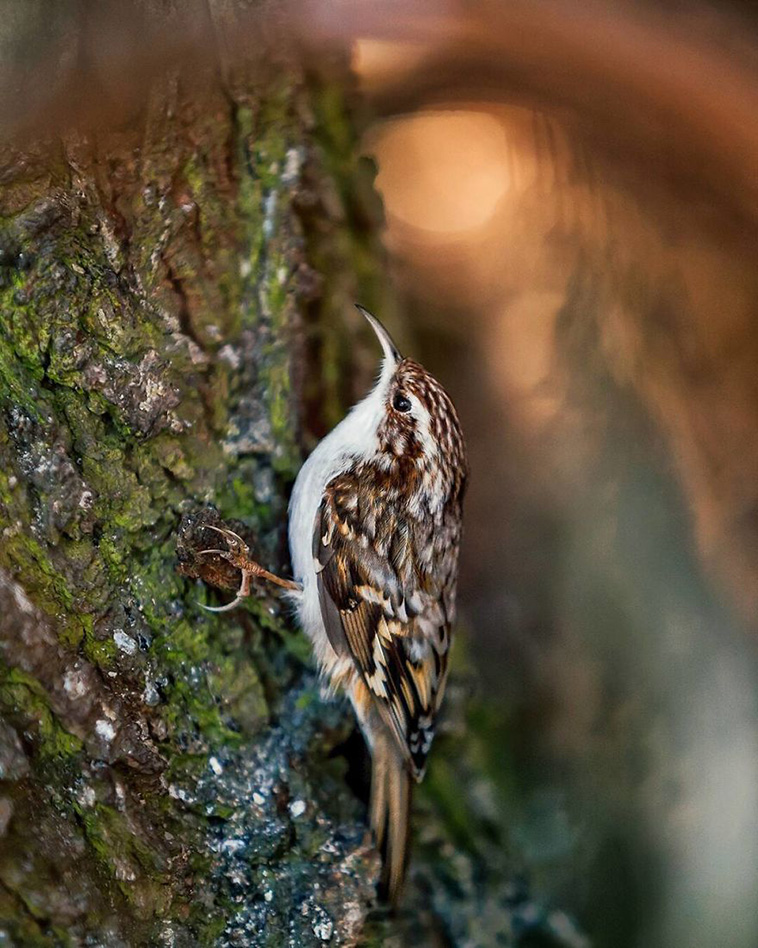 wild birds
