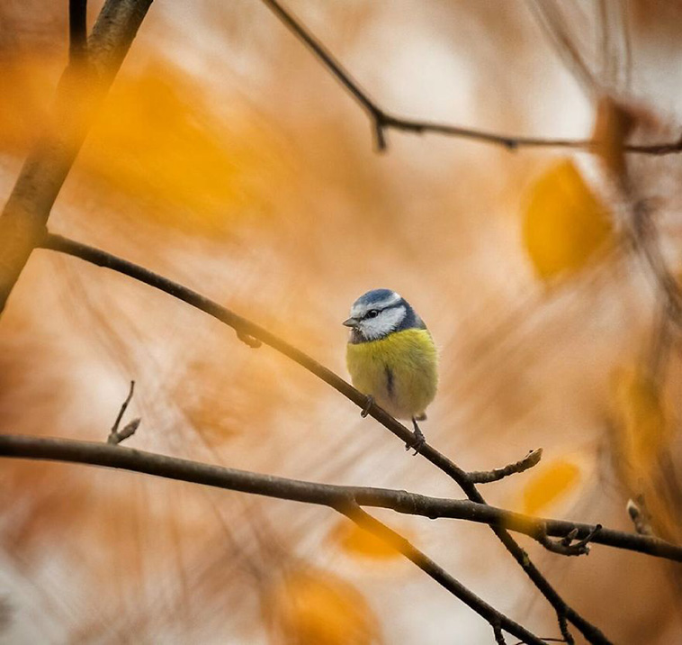wild bird