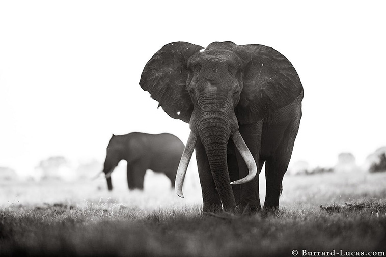 African elephants 