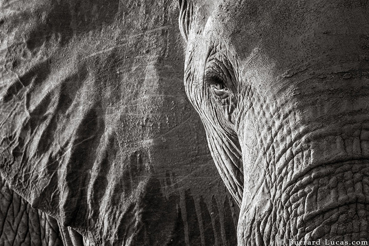elephant portraits