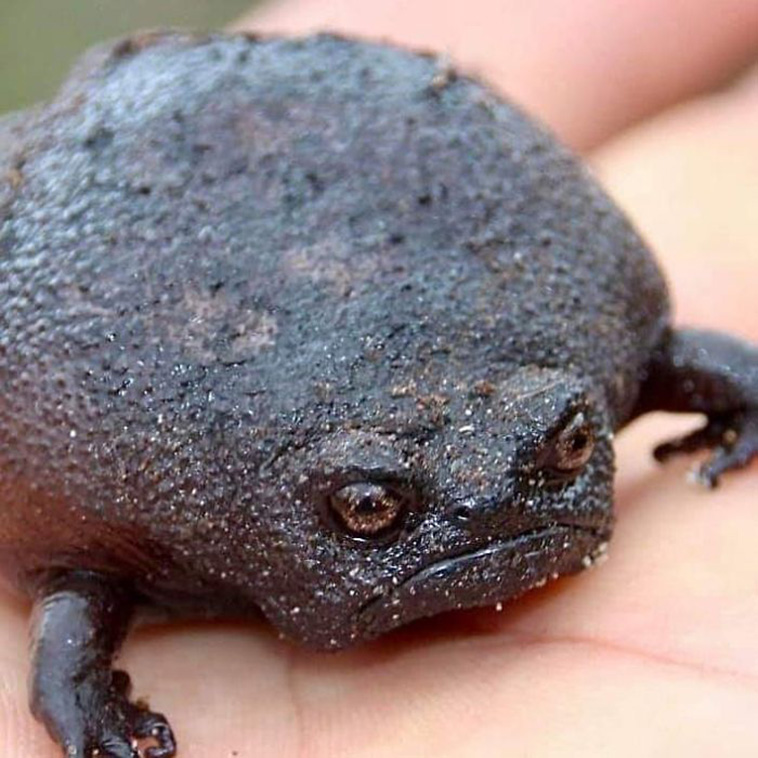 black Rain Frogs