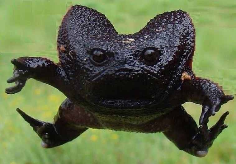 black Rain Frogs