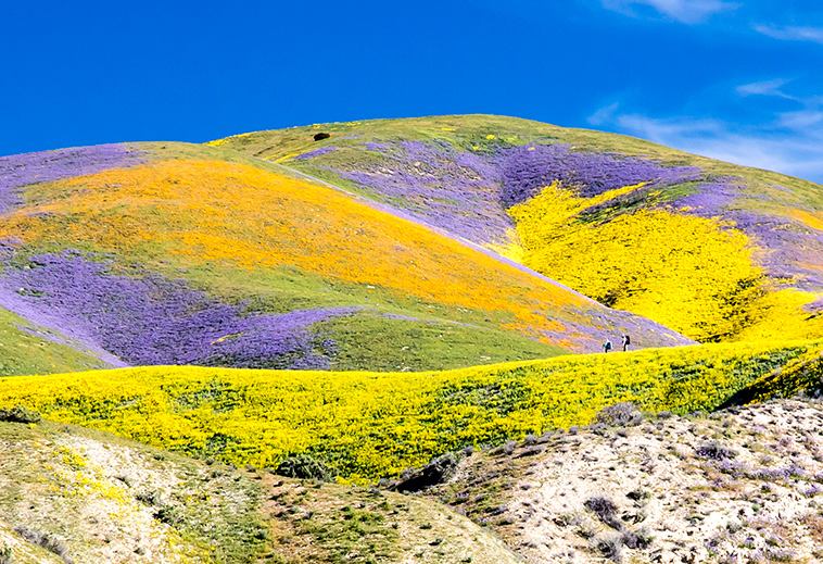 california super bloom wildflowers