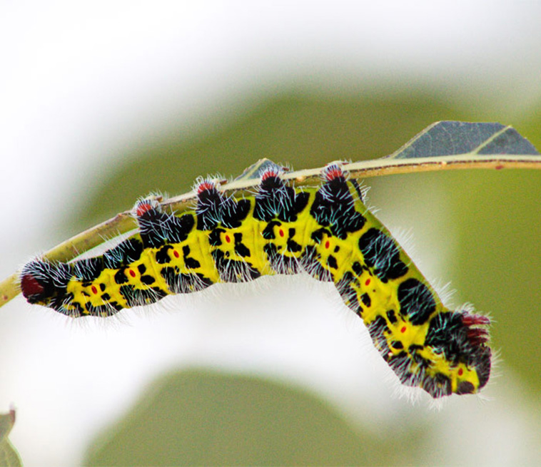 caterpillars