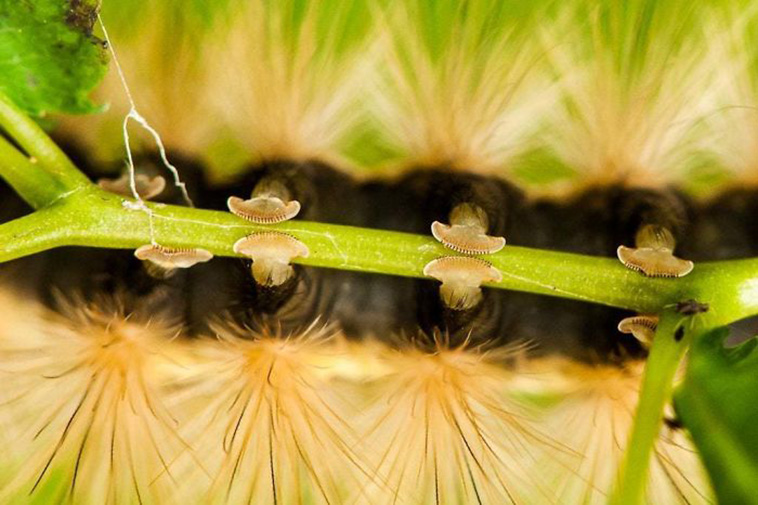 caterpillar feet
