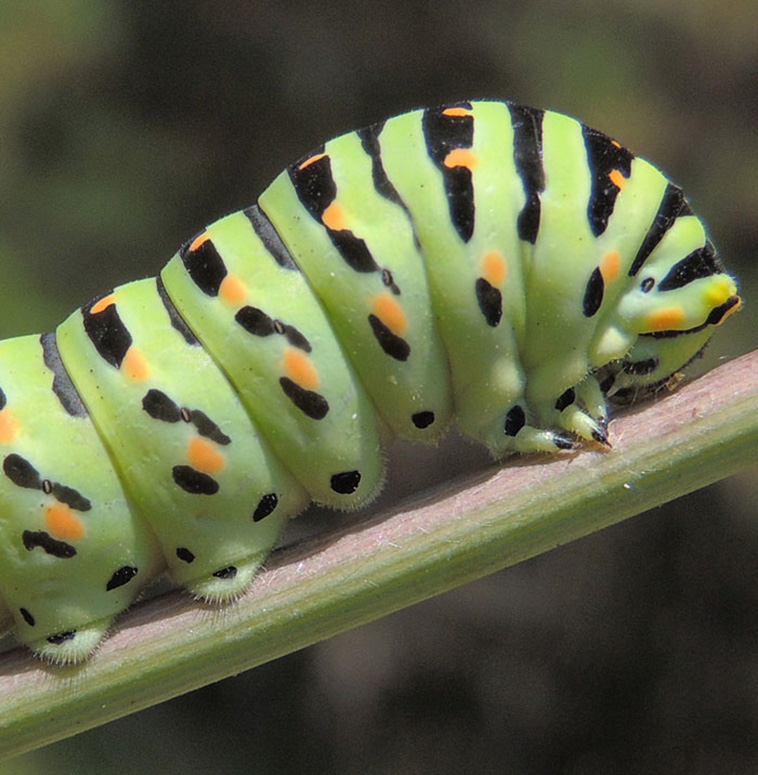caterpillars