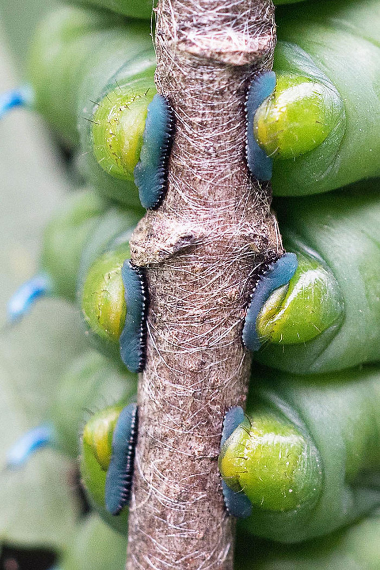 caterpillar feet