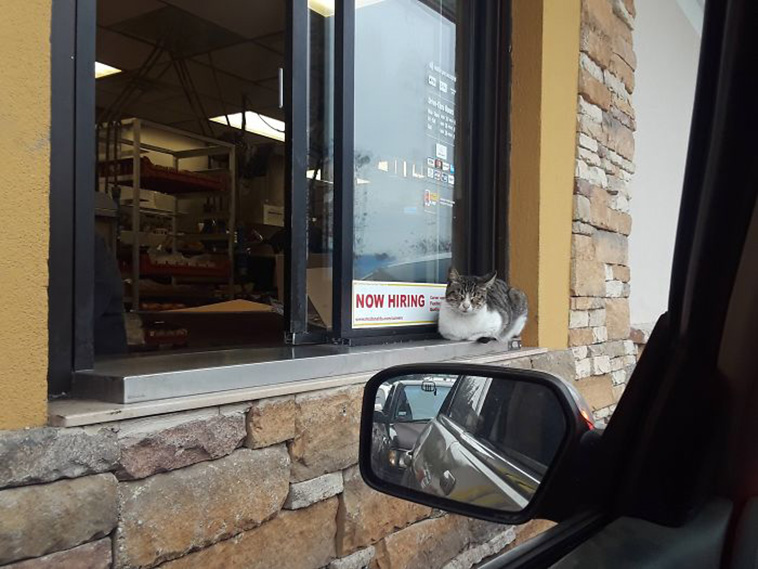 working cats