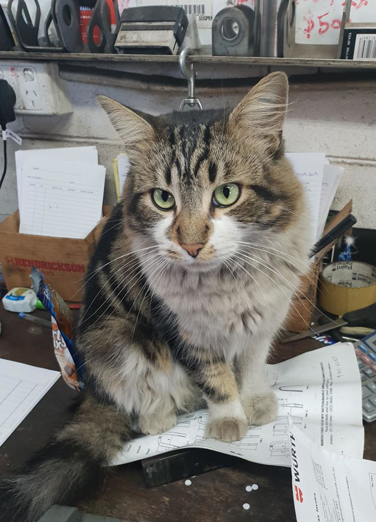 working cats