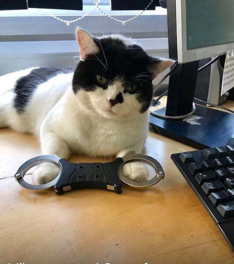 working cats