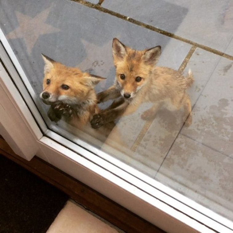 Fox Pics