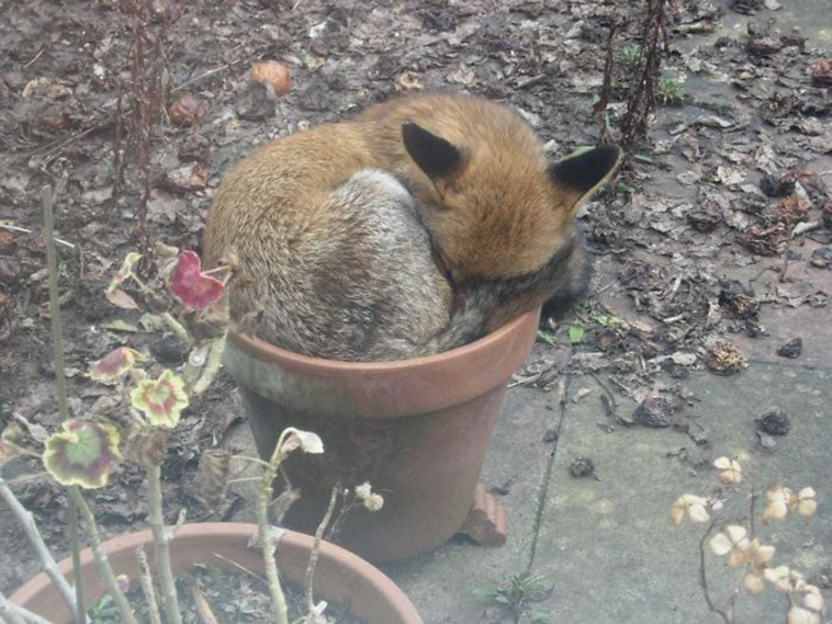cute foxes