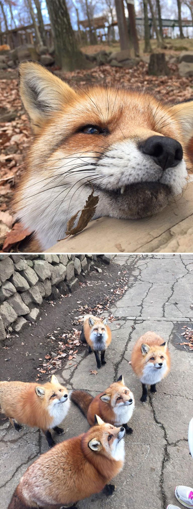 cute foxes