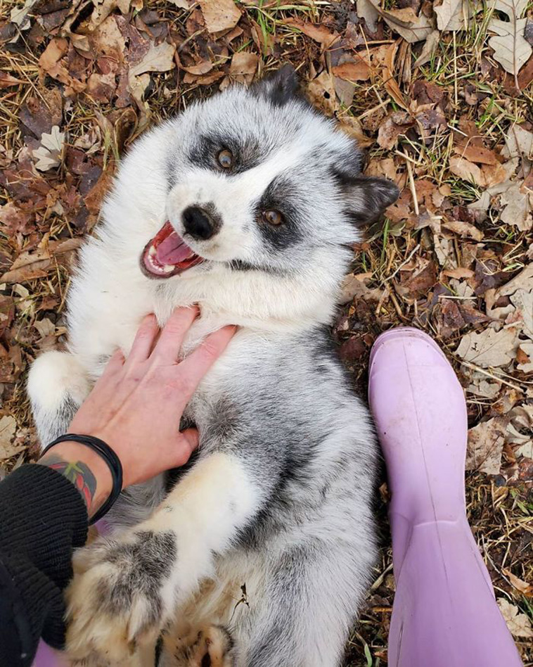 cute fox