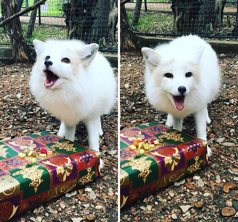 cute fox