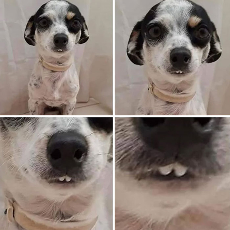 funny dog teeth