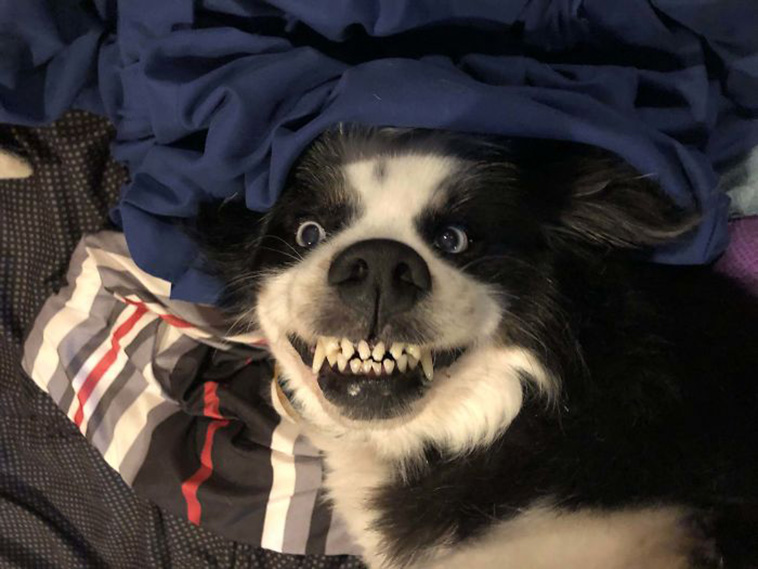 funny dog teeth