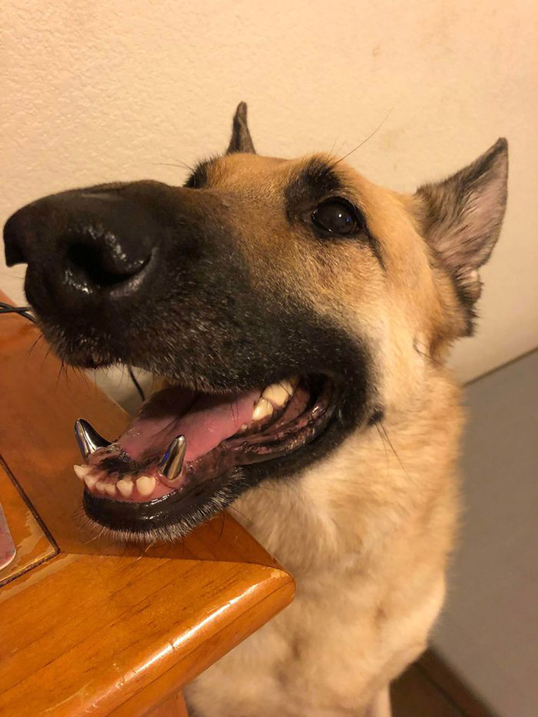 funny dog teeth