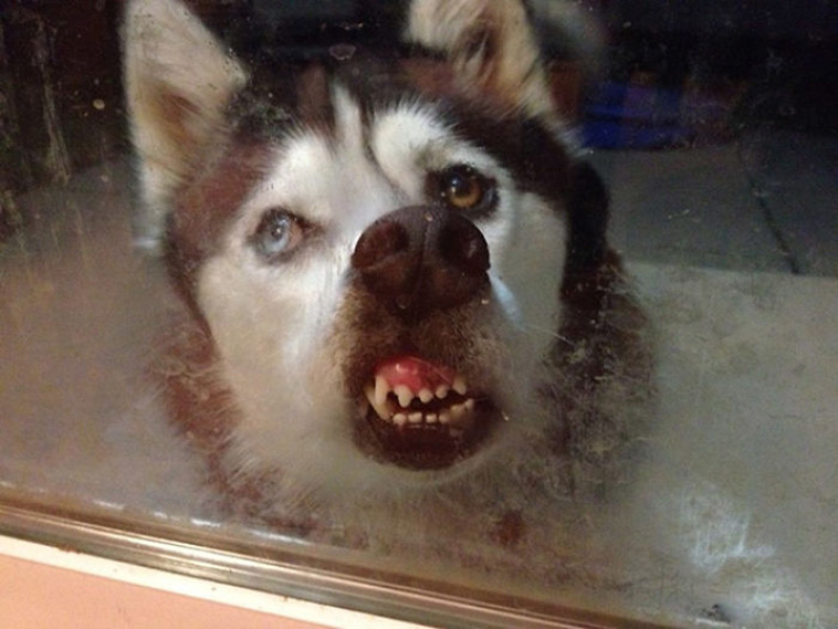 funny dog teeth