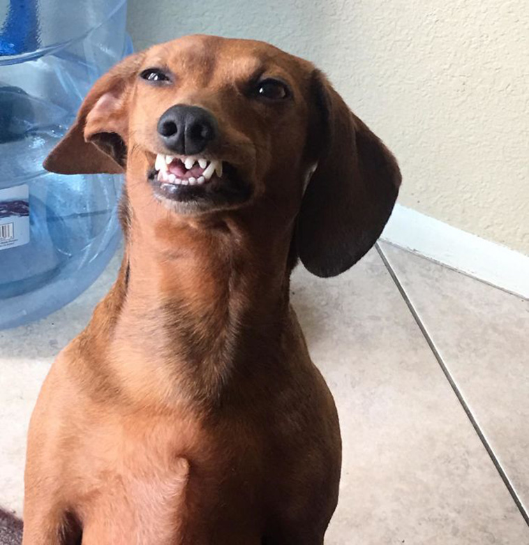 funny dogs teeth
