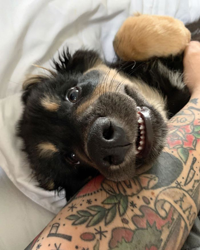 dog teeth