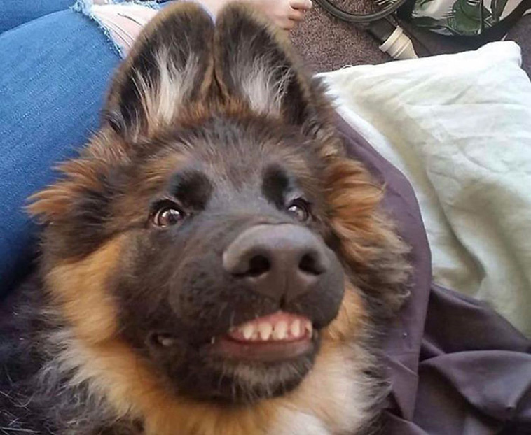 funny dog teeth