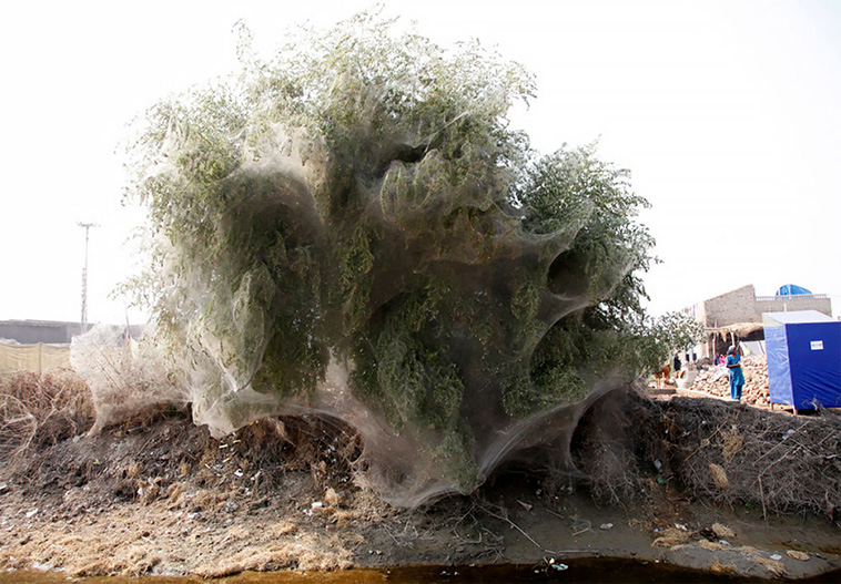 Spiderweb trees