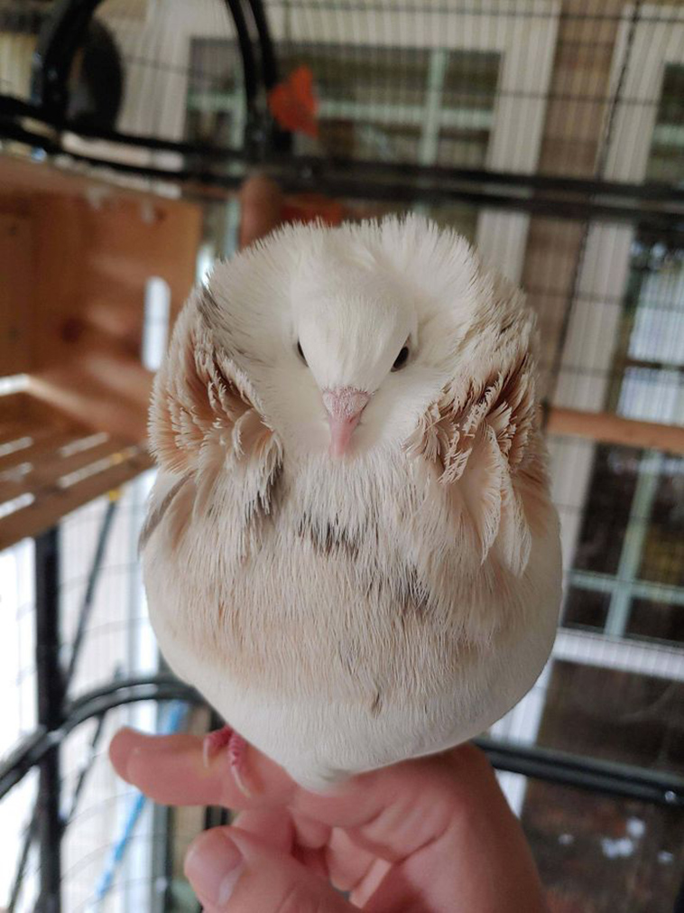 Capuchine/Jacobin Mix pigeon