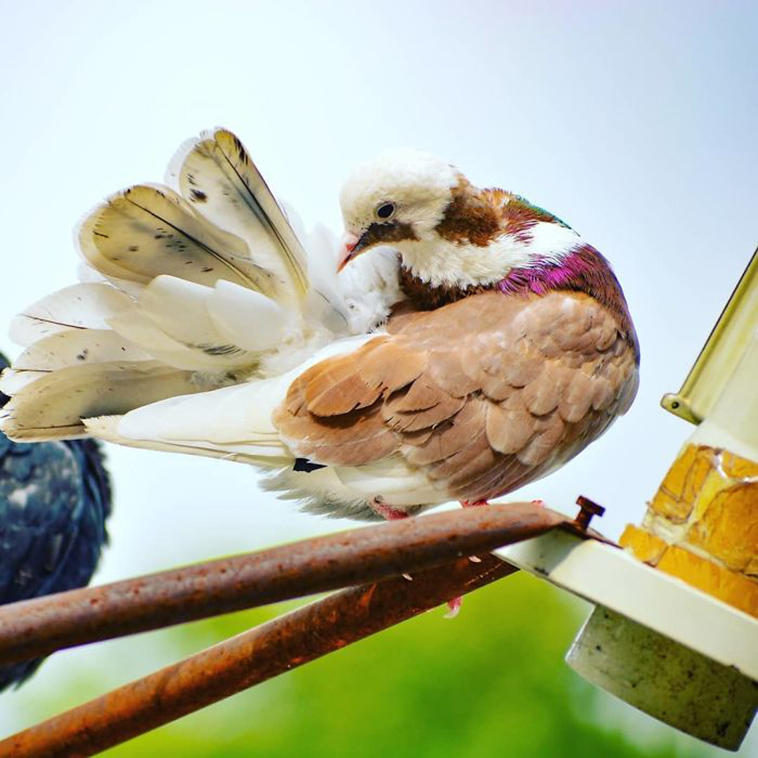 Red White Roller Pigeon