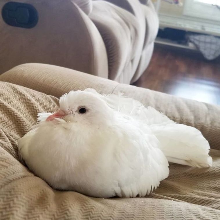 Fantail Pigeon