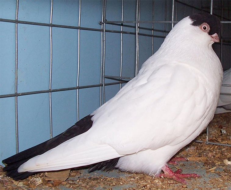 Black Helmet Pigeon