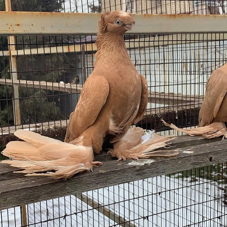 Beautiful Pigeons
