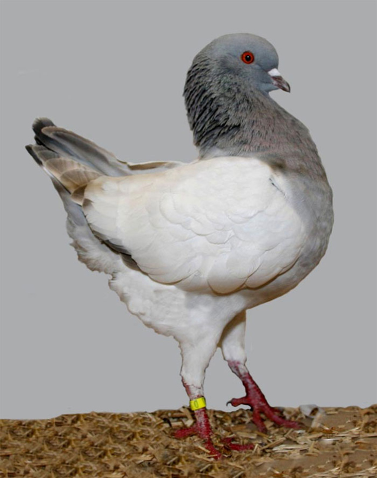 German Modena Pigeon