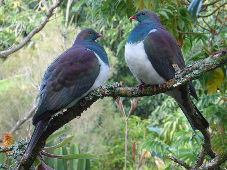 The Kererū NZ Wood Pigeon