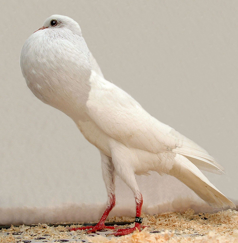 Beautiful Pigeons