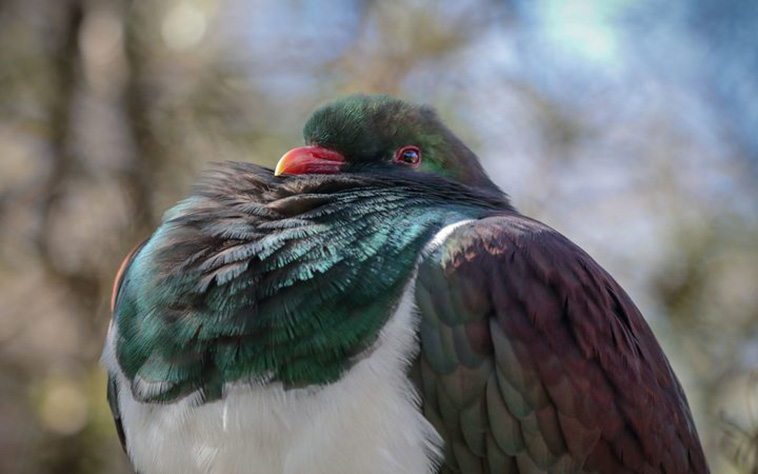 Beautiful Pigeons