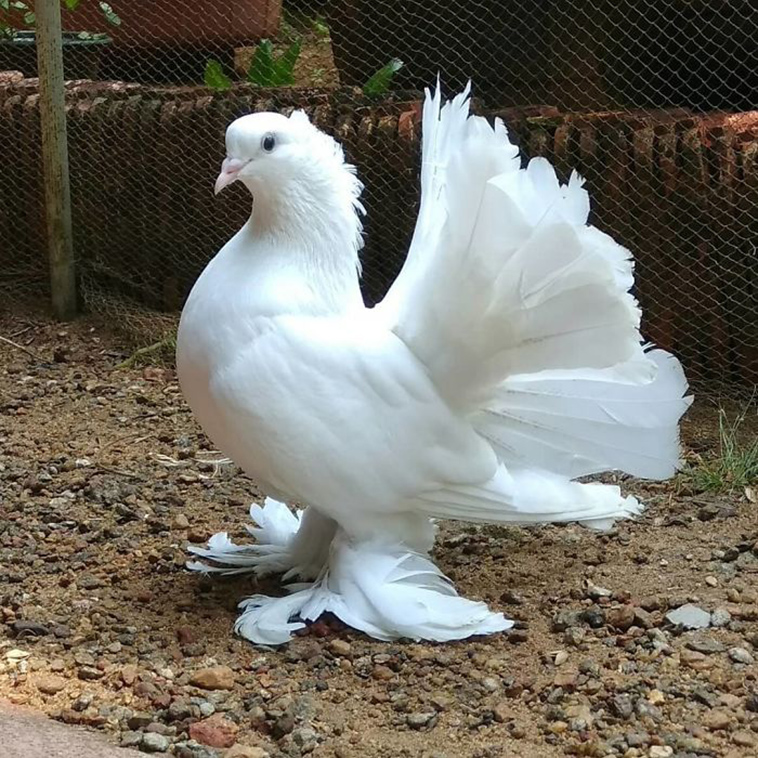Indian Fantail Pigeon