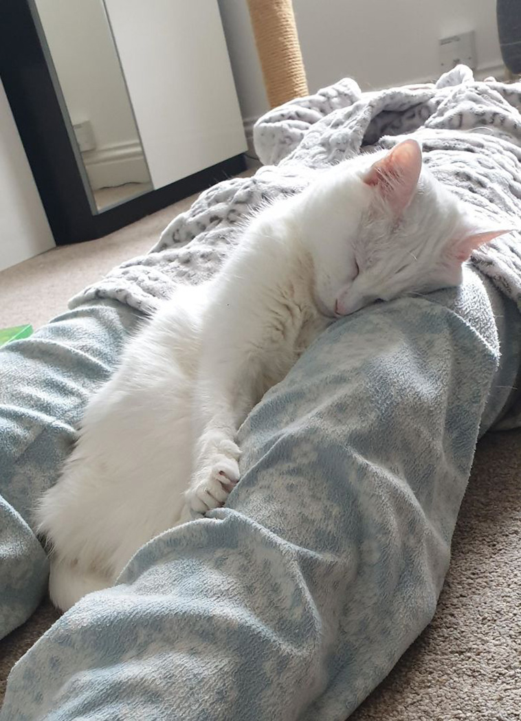 pets adoption
