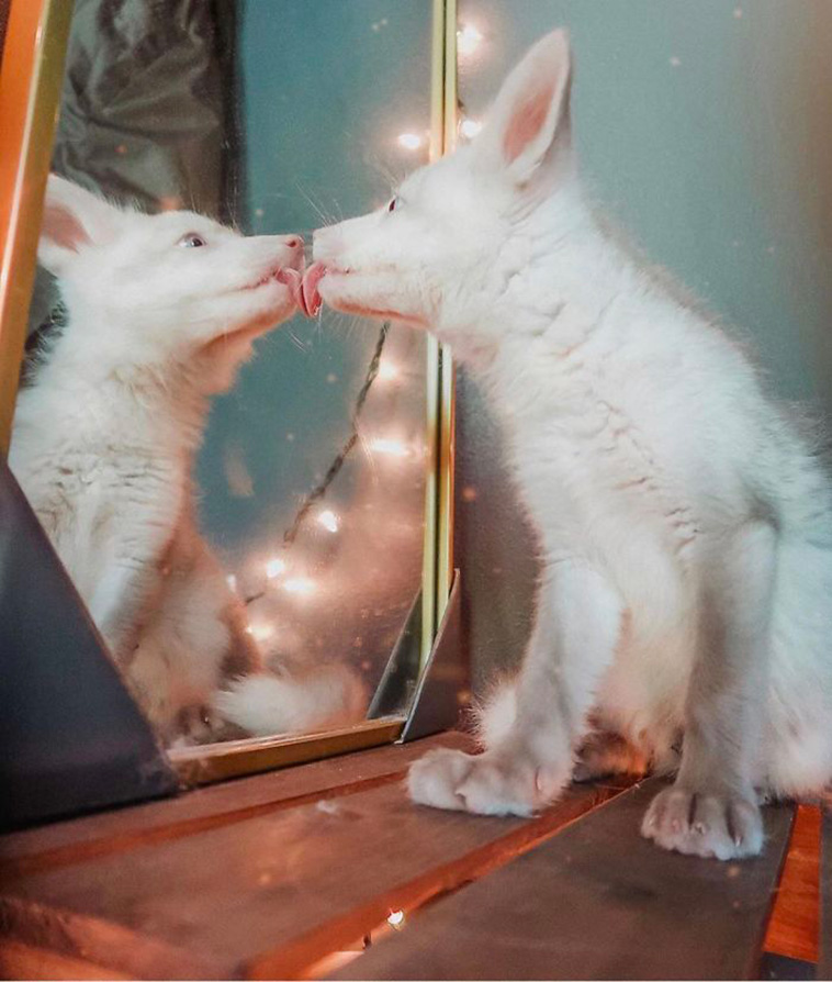 pets looking into mirrors