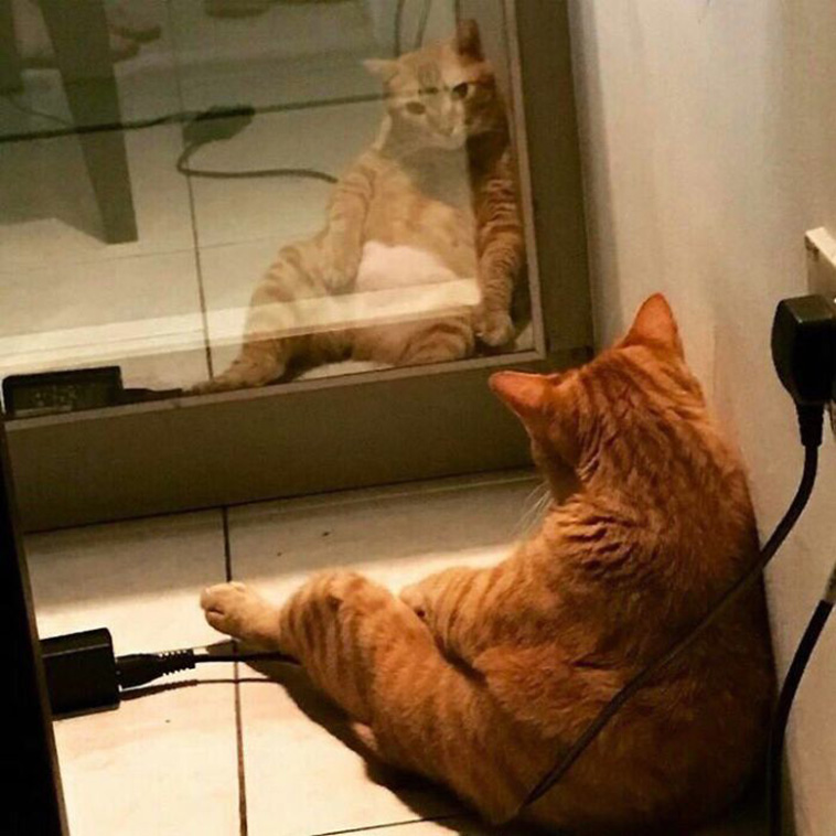 pets looking into mirrors