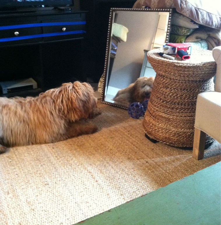 pets vs mirrors