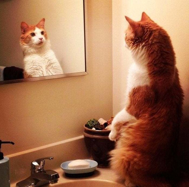 pets vs mirrors