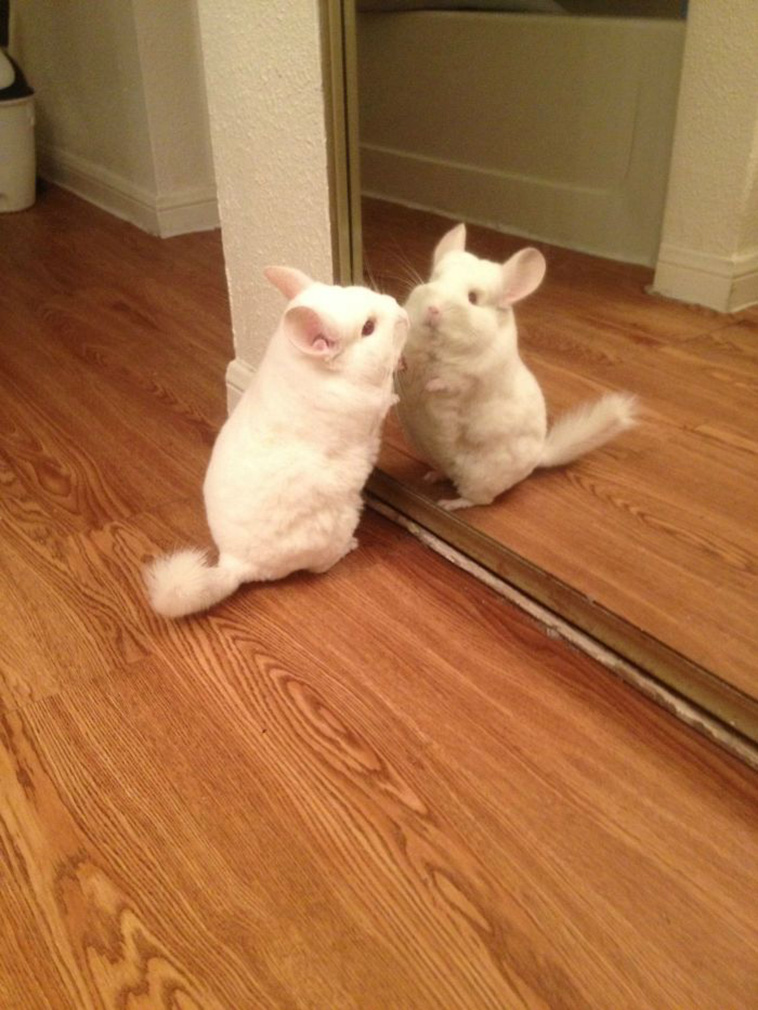 pets vs mirrors