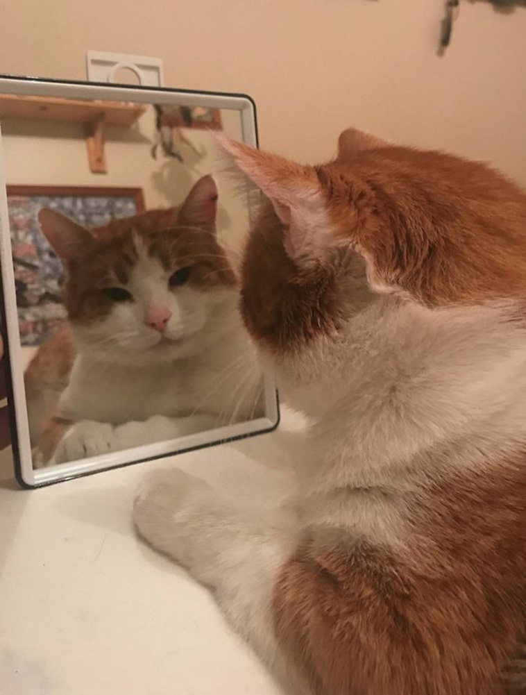 pets vs mirrors
