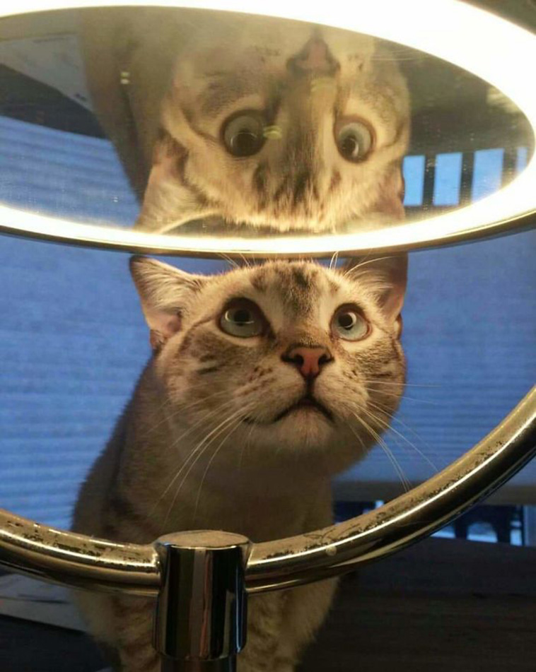 pets looking into mirrors