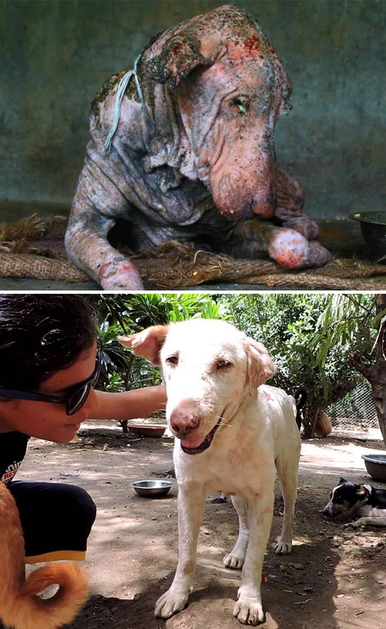 rescue dog