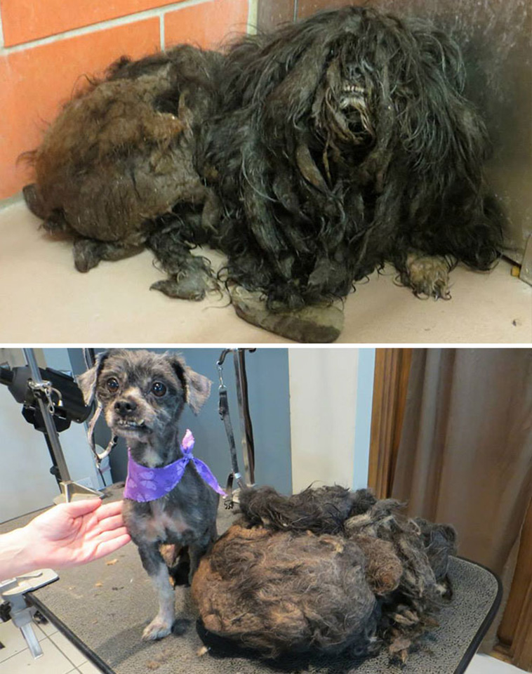 rescue dogs