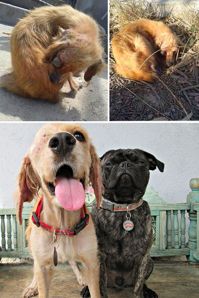 rescue dogs