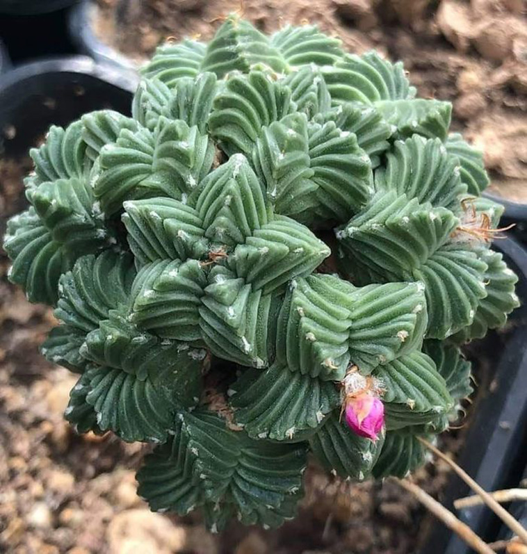 succulent plants